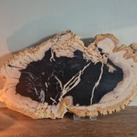 Versteend hout - Afbeelding 3
