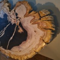 Versteend hout - Afbeelding 5