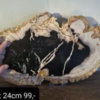 Versteend hout - Afbeelding 4