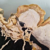 Versteend hout - Afbeelding 2