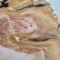 Versteend hout - Afbeelding 6
