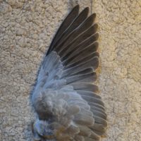Smudge fan tortelduif