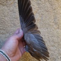 sjamanistische smudge fan duif